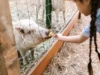 Cara Ternak Babi untuk Pemula, Jangan Lupa Perhatikan Jenis Babi (Image From: Pexels/RDNE Stock project)