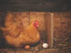 Temukan Cara Ternak Ayam Kampung Rumahan yang Gampang (Image From: Pexels/Alison Burrell)