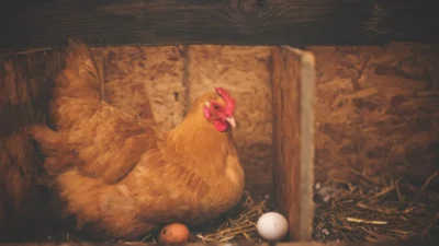 Temukan Cara Ternak Ayam Kampung Rumahan yang Gampang (Image From: Pexels/Alison Burrell)