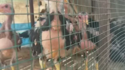 Modal Kecil, Untung Besar dari Ternak Ayam Bangkok