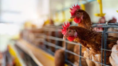 Langkah Sukses Ternak Ayam Petelur untuk Pemula