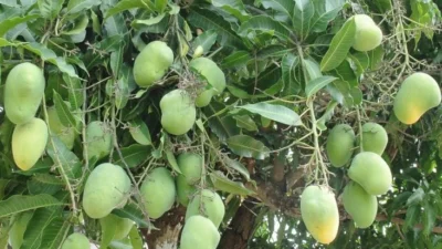 Pohon Mangga. (Sumber Gambar: Mango.org)