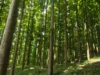 3 Manfaat Pohon Jati yang Bisa Bikin Kamu Terkesima, Jadi Pengen Budidaya (Image From: Goldteak)