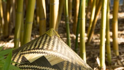 Tips Merawat Pohon Bambu Kuning Agar Indah