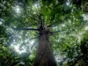 Pohon Ulin. (Sumber Gambar: Mongabay)