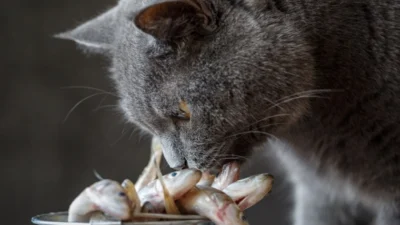 2 Resep Makanan Kucing yang Bisa dibuat Dirumah Secara Mudah dan Ga Perlu Ri