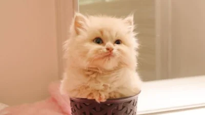 Tips Sederhana Merawat Kucing Persia di Rumah Agar Sehat dan Berbulu Cantik