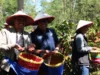 Petani Kopi Subang Cita Rasa Asli Jawa Barat yang Mendunia