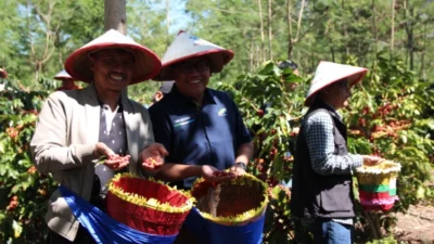 Petani Kopi Subang Cita Rasa Asli Jawa Barat yang Mendunia