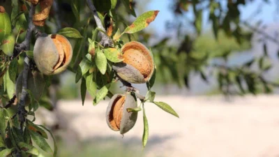 Pohon Kacang Almond, Si Kecil yang Kaya Manfaat