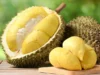 Tips Memilih Durian yang Manis dan Tebal, Perhatikan Hal ini
