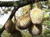 Sederet Manfaat Pohon Durian yang Pastinya Hasilkan Panen Berlimpah Ruah (image from screenshot Youtube rekayasa teknologi)