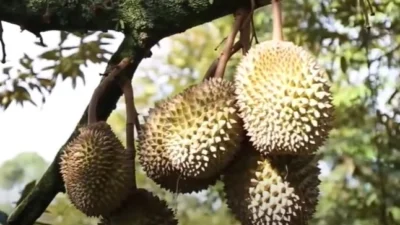 Sederet Manfaat Pohon Durian yang Pastinya Hasilkan Panen Berlimpah Ruah (image from screenshot Youtube rekayasa teknologi)