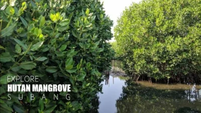 Hutan Mangrove Subang