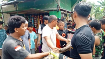 Petugas Pemadam Kebakaran Karawang Evakuasi Ular Phyton Sepanjang 5 Meter dari Gorong-gorong