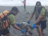 Ditemukan Bangkai Penyu Membusuk di Pantai Cangkring Bantul