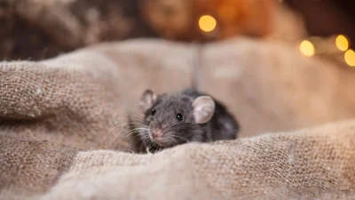 Lindungi Rumah dari Serangan Tikus