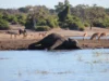 Kekeringan, Puluhan Gajah Mati Kehausan di Zimbabwe