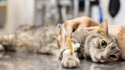 Cara Mengatasi Virus Panleukopenia Pada Kucing. (Sumber Gambar: PetMD)