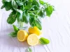 Beragam Manfaat Lemon untuk Wajah, Bikin Kulit Makin Kinclong (Image From: Pexels/Elle Hughes)