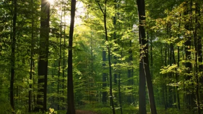 Memahami Perbedaan Hutan Adat dan Hutan Negara