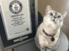 5 Kucing Terkaya di Dunia yang Bikin Iri, Ada yang Sampai 1 Triliun! (Image From: estudioespositoymiguel.com.ar)