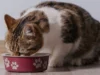 Resep Makanan Kucing dari Ayam dan Nasi, Pilihan Makanan Kucing yang Sehat dan Bergizi