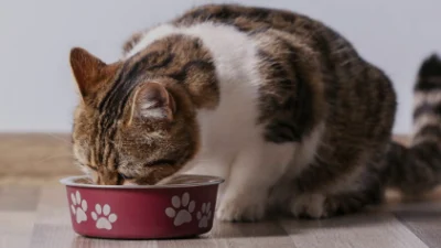 Resep Makanan Kucing dari Ayam dan Nasi, Pilihan Makanan Kucing yang Sehat dan Bergizi
