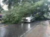 Pohon Tumbang Timpa Mobil Akibat Hujan Deras di KBB, Beruntung Penumpang Selamat
