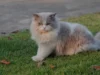 Wow! 4 Ciri Kucing Persia Medium yang Spesial, Nomor 4 Yang Paling Memikat Hati