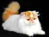5 Jenis Kucing Persia yang Bagus di Indonesia, Sangat Cocok Buat Pecinta Kucing, Rekomendasi Kucing Rumahan!