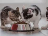 7 Rekomendasi Makanan kucing Murah Tanpa Menguras Kantong Anda, Awas Jangan dikasih Ikan Asin!