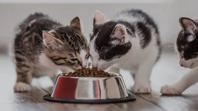 7 Rekomendasi Makanan kucing Murah Tanpa Menguras Kantong Anda, Awas Jangan dikasih Ikan Asin!