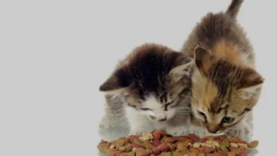 5 Resep Makanan Kucing Sehat dan Lezat, Biar Kucing Kamu Makin Gemuk, Bisa Anda Coba Dirumah Kok