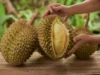 Ragam Resep Olahan Durian Hidangan Lezat Yang Memanjakan Lidah