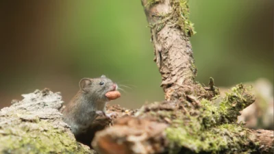5 Bau yang Tidak Disukai Tikus, Ampuh Mengusir Hewan Pengerat yang Mengganggu ini (Image From: Pexels/Monique Laats)