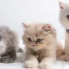 Pip! Pip! Panduan Merawat Anak Kucing Persia yang Super Menggemaskan