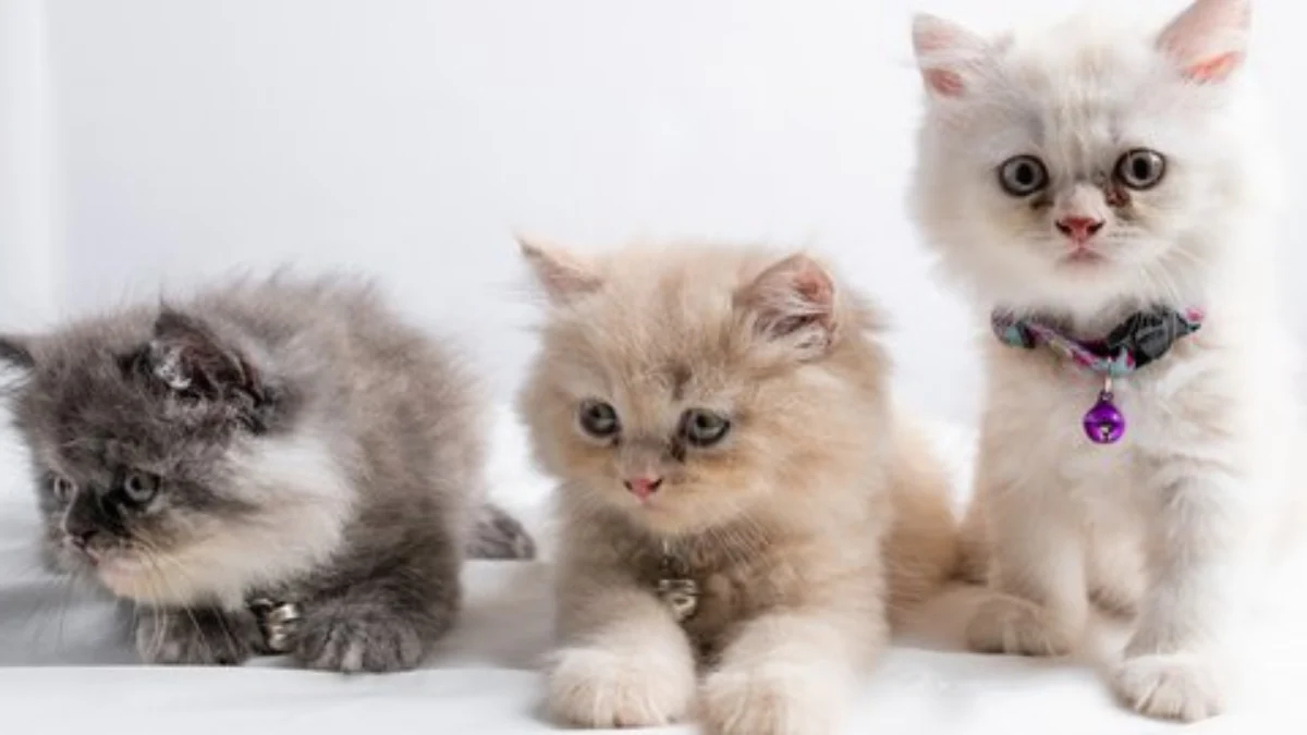 Pip! Pip! Panduan Merawat Anak Kucing Persia yang Super Menggemaskan