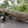 Pohon Besar Tumbang Di Jalancagak, Jalur Subang Bandung Dialihkan
