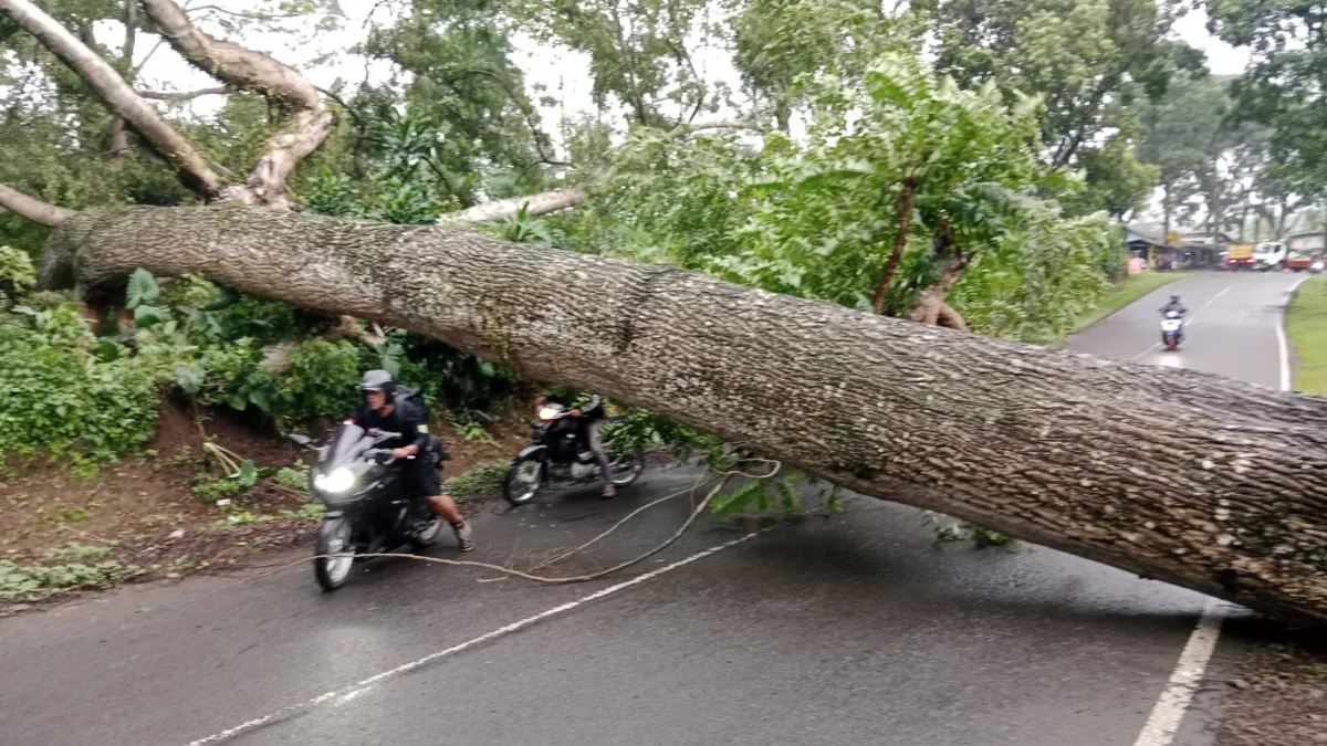 Pohon Besar Tumbang Di Jalancagak, Jalur Subang Bandung Dialihkan