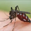 Kemenkes dan Komisi IX DPR RI Berkomitmen Bersama untuk Eliminasi Malaria di 405 Kabupaten/Kota