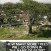 Penebangan Pohon Berusia 100 Tahun di Bali, Warga Mulai Cemas Atas Dampak Terhadap Alam